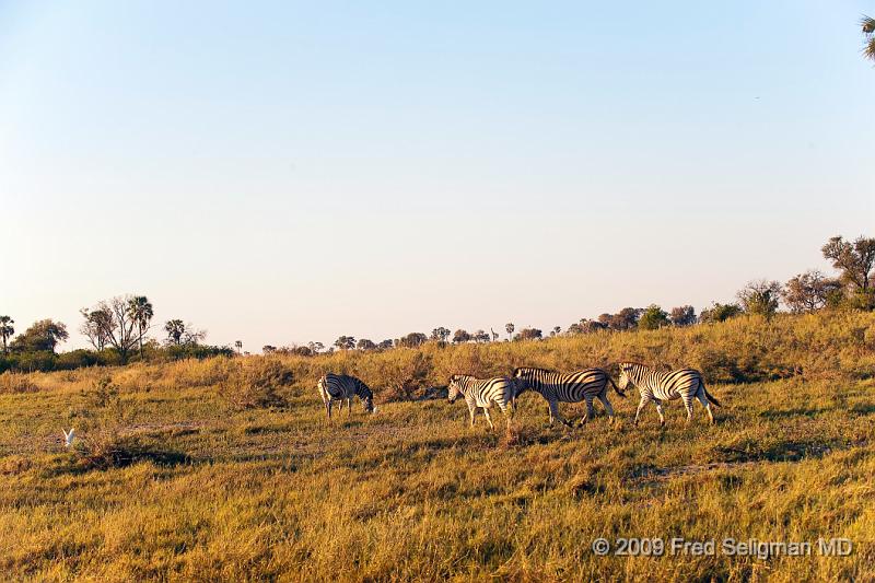 20090618_073417 D3 X1.jpg - Zebras, Selinda Spillway, Botswana